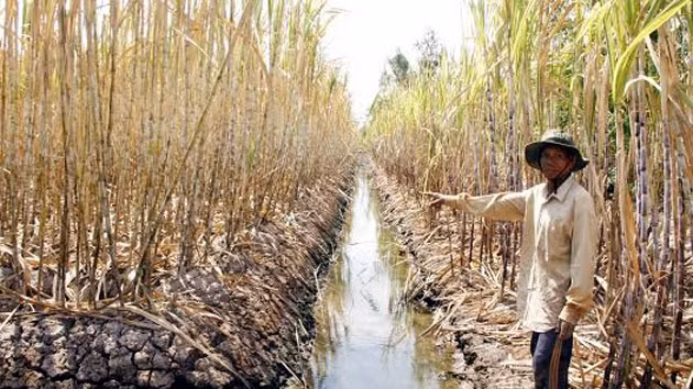 Sécheresse et salinisation : les dégâts s'aggravent ảnh 1