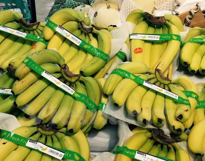 Les bananes vietnamiennes font leur entrée sur le marché japonais ảnh 1