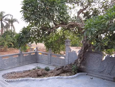 Cuong Xa - la pagode millénaire à Hai Duong ảnh 4