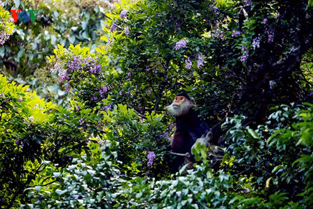 Découvrir la péninsule de Son Trà à Dà Nang ảnh 4