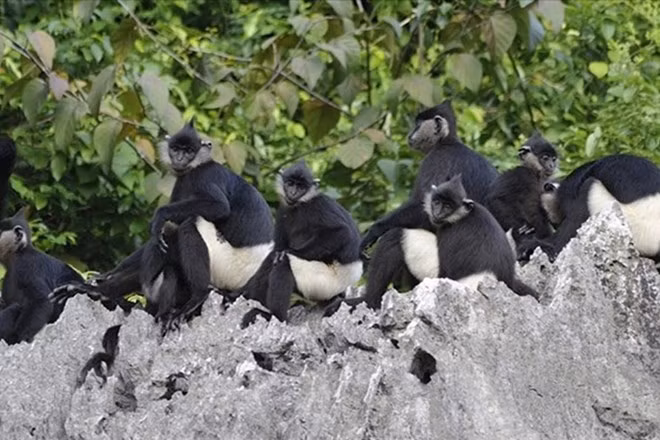 Ha Nam va construire un site de conservation de langur de Delacour ảnh 1