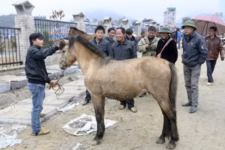 Lào Cai: le marché aux chevaux de Bac Hà, une fête haute en couleurs ảnh 2