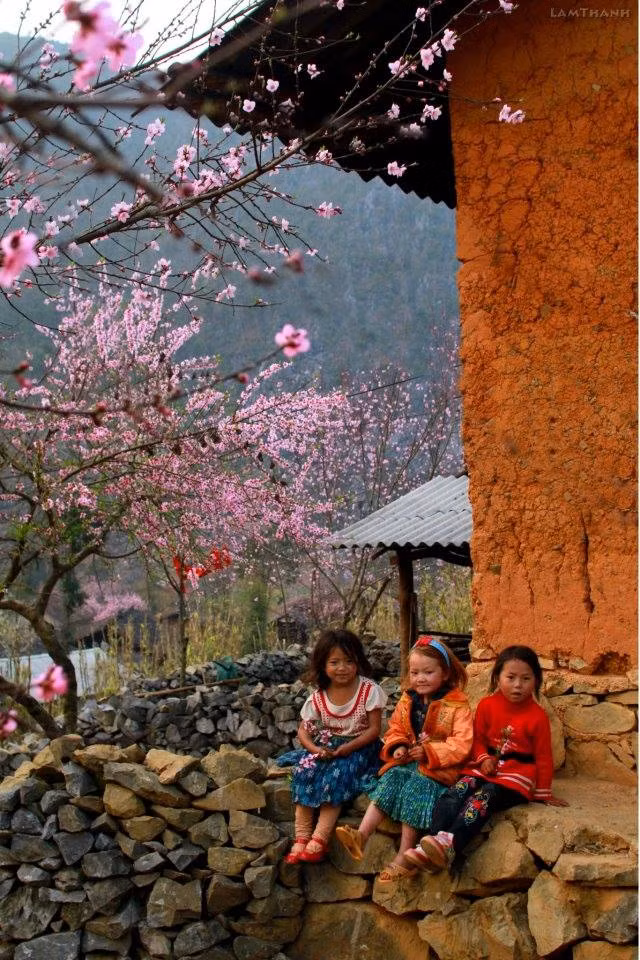 Plongée dans la "saison des fleurs sur la pierre" à Hà Giang ảnh 10