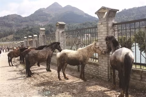 Lào Cai: le marché aux chevaux de Bac Hà, une fête haute en couleurs ảnh 1