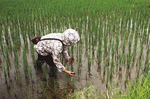 Contre les espèces exotiques envahissantes, la lutte s’organise ảnh 2