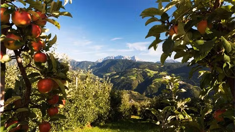 Des pommes italiennes seront bientôt présentes au Vietnam ảnh 2