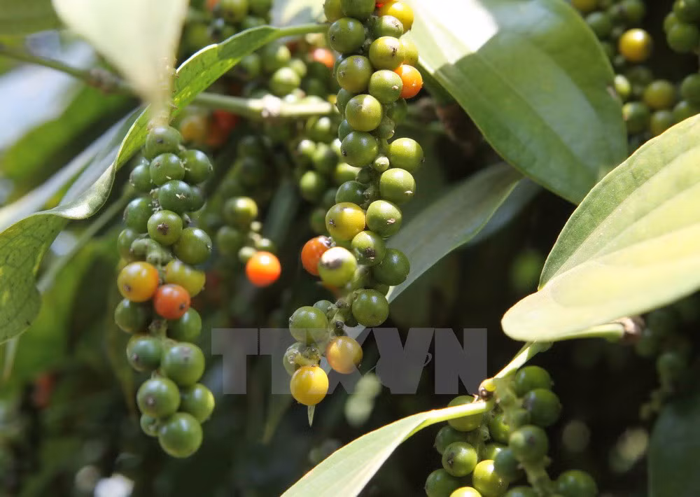 Le Vietnam invite l’Inde à reprendre certaines importations agricoles vietnamiennes ảnh 1