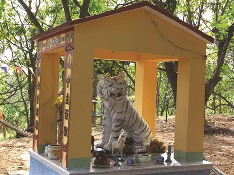 Quand le tigre est protecteur d’un village ảnh 2