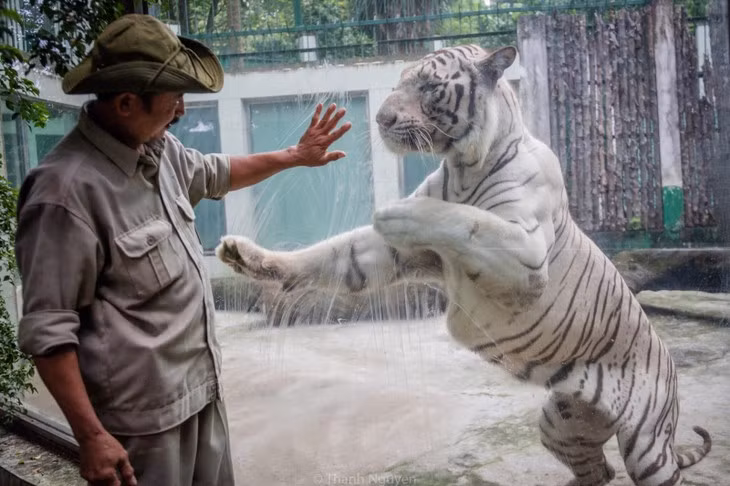 Trân Ngoc Luân, un soigneur de tigres au parc zoologique de Saigon ảnh 1