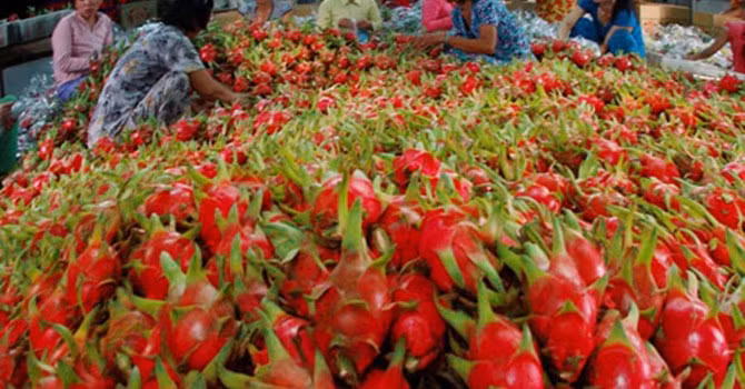 La part de marché des fruits et légumes vietnamiens en Europe ne s'élève qu'à 0,9% ảnh 1 La part de marché des fruits et légumes vietnamiens en Europe ne s'élève qu'à 0,9% ảnh 1