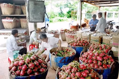 L’agriculture exporte plus de 32 milliards d’USD de produits en 2016 ảnh 1