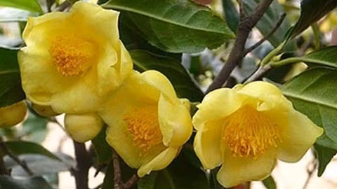 La culture des plantes médicinales creuse son sillon à Soc Son ảnh 2