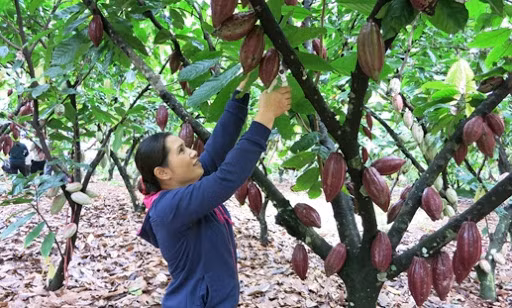 Ba Ria – Vung Tau: développer la culture bio du cacaoyer ảnh 1
