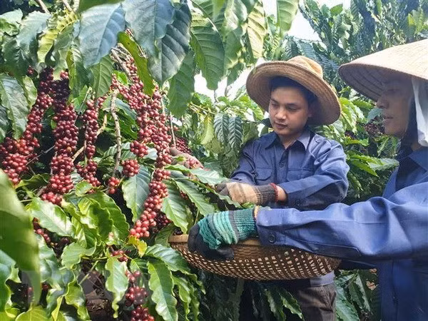 Un projet de production durable de café profite aux agriculteurs de Lam Dong ảnh 1