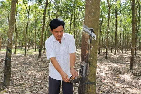 VRG exploite plus de 25.400 tonnes de latex à Kampong Thom (Cambodge) en 2018 ảnh 1