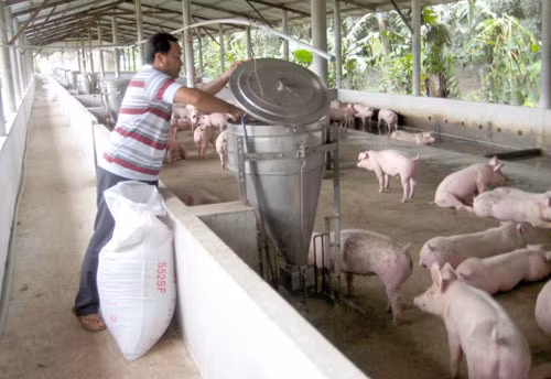 Dynamiser les exportations nationales de viande porcine ảnh 2