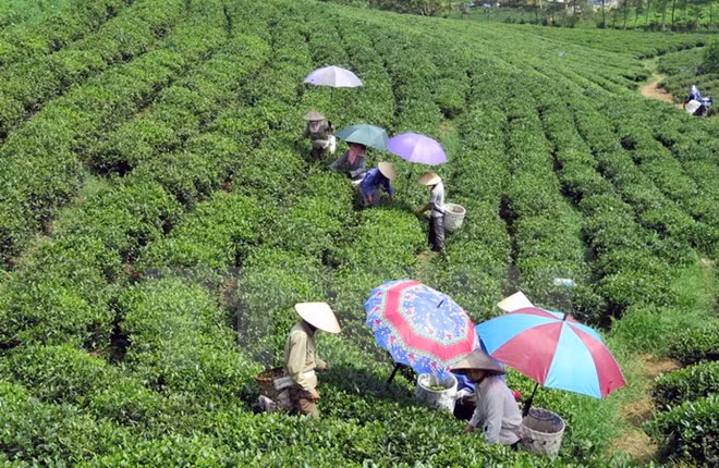 Le thé de Thai Nguyen se distingue à un concours aux Etats-Unis ảnh 1