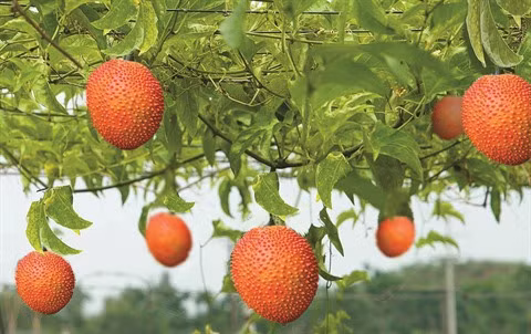 La momordique, le fruit rouge du Têt ảnh 1