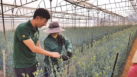 Un ingénieur japonais fasciné par les fleurs de Dà Lat ảnh 3 Un ingénieur japonais fasciné par les fleurs de Dà Lat ảnh 3
