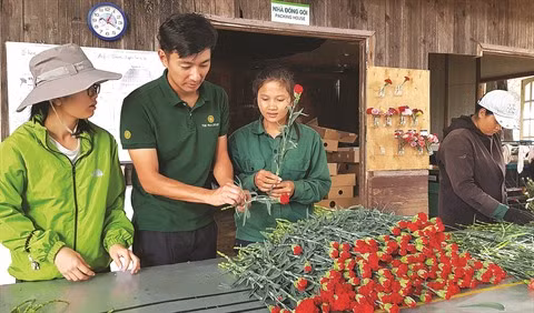 Un ingénieur japonais fasciné par les fleurs de Dà Lat ảnh 1 Un ingénieur japonais fasciné par les fleurs de Dà Lat ảnh 1