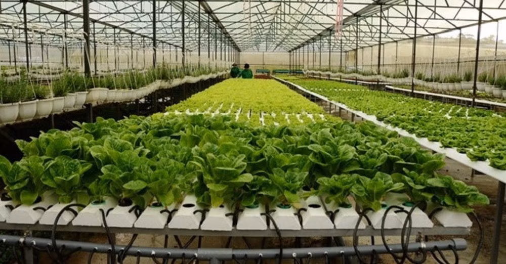 Accélération de l’application de la révolution industrielle 4.0 dans l’agriculture ảnh 1