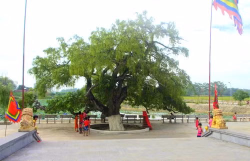 Un barringtonia de 600 ans reconnu "arbre patrimonial​" à Vinh Phuc ảnh 1