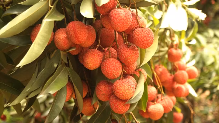 Les exportations de litchis vers la Chine atteignent 42 millions de dollars ảnh 1