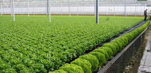 Le Forum international sur l’agriculture bio attire 400 délégués étrangers ảnh 1