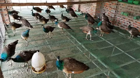 Entraînement du paon à la danse, un nouveau métier lucratif ảnh 1