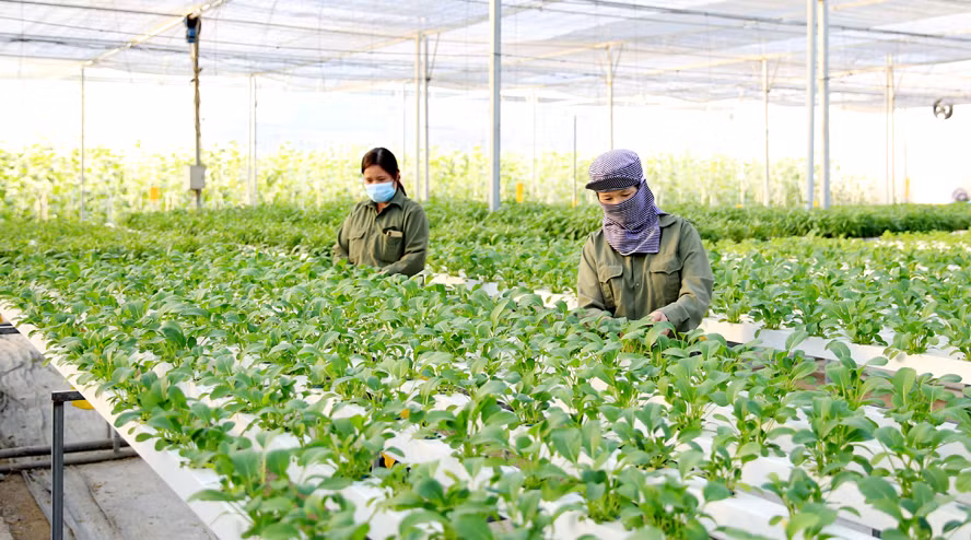 Hanoï s'efforce de porter le revenu annuel moyen des agriculteurs à 70 millions de dôngs ảnh 2