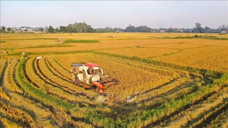 Hanoï s'efforce de porter le revenu annuel moyen des agriculteurs à 70 millions de dôngs ảnh 1