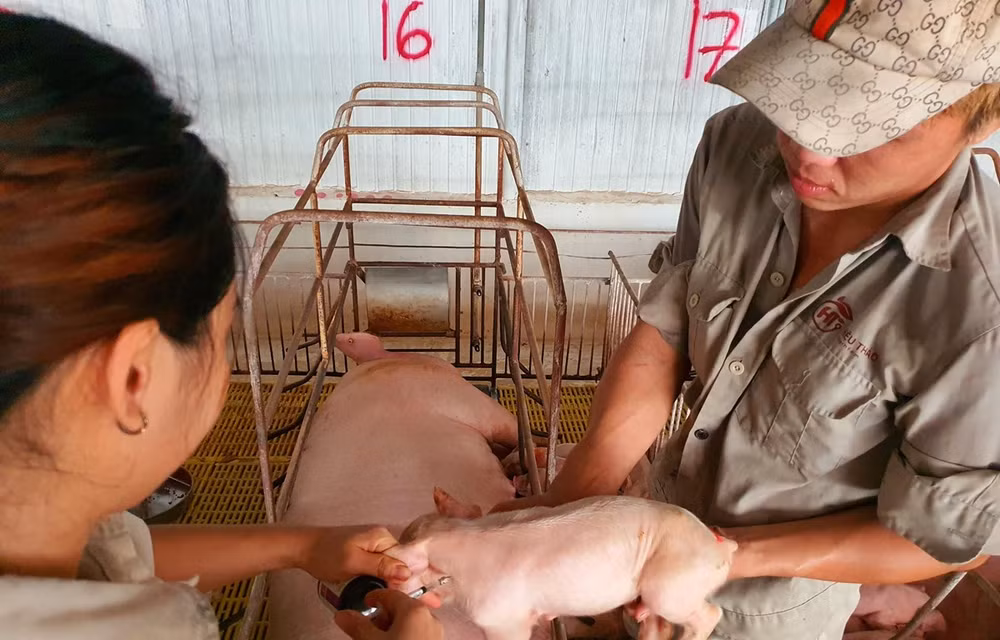 Exportations de produits de l'élevage : « la clé » réside dans les zones indemnes de maladies ảnh 1