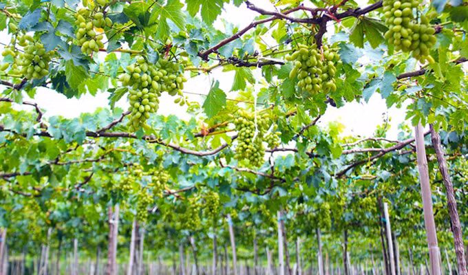 Ninh Thuân est prête pour la Fête de la Vigne et du Vin 2016 ảnh 1