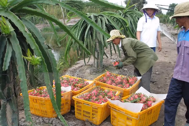 L’Australie peut importer des fruits du dragon et des crevettes vietnamiens ảnh 1