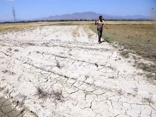 La FAO assiste des agriculteurs touchés par la sécheresse dans la province de Ninh Thuan ảnh 1