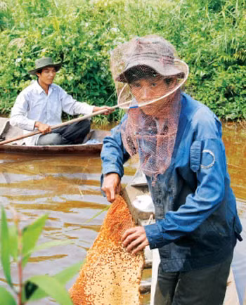 À Cà Mau, ils en font leur miel... ảnh 1