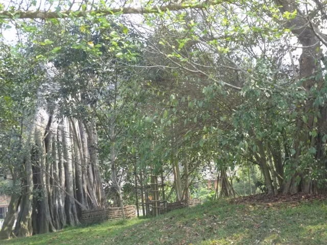 51.000 visiteurs étaient à la zone historique spéciale de Tân Trào ảnh 1