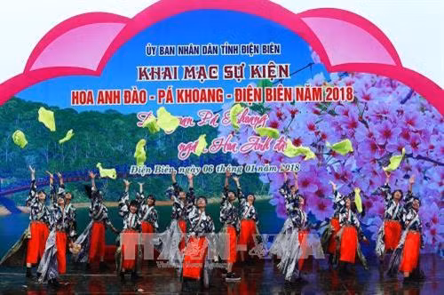 Dien Bien : honorer la beauté des fleurs de cerisier ảnh 1