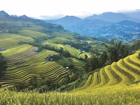 Chéri, amène-moi à Hoàng Su Phi ! ảnh 1