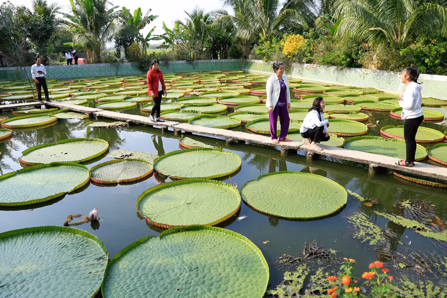 La pagode abritant une sorte de lotus géant dans le delta du Mékong ảnh 2