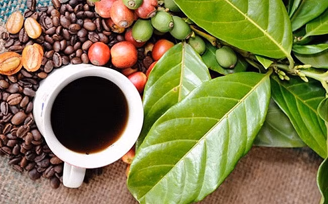 Le festival du café Buon Ma Thuot 2023 prévu en mars prochain ảnh 1