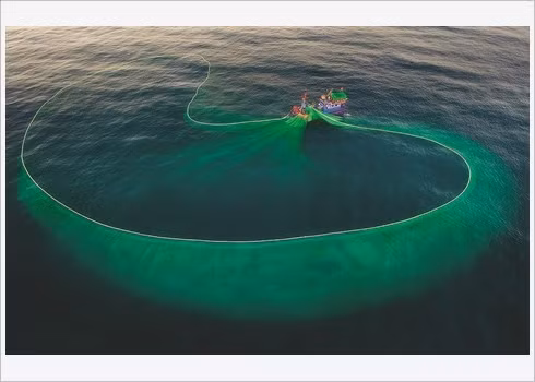 La beauté de la pêche aux anchois au Vietnam célébrée par le Daily Mail ảnh 5