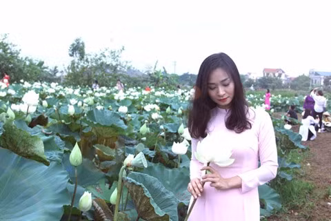 L’unique étang de lotus blanc en banlieue de Hanoï ảnh 1