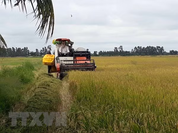 Le 3e Festival du riz du Vietnam prévu en décembre prochain ảnh 1