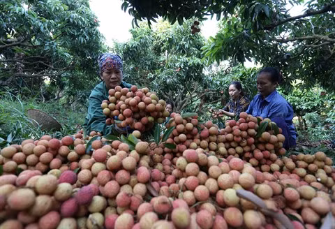 De bons signes pour les exportations de fruits et légumes ảnh 1