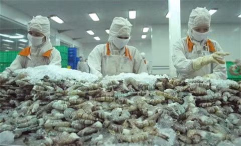 L’EVFTA dope les exportations vietnamiennes de crevettes vers l’UE ảnh 1 L’EVFTA dope les exportations vietnamiennes de crevettes vers l’UE ảnh 1