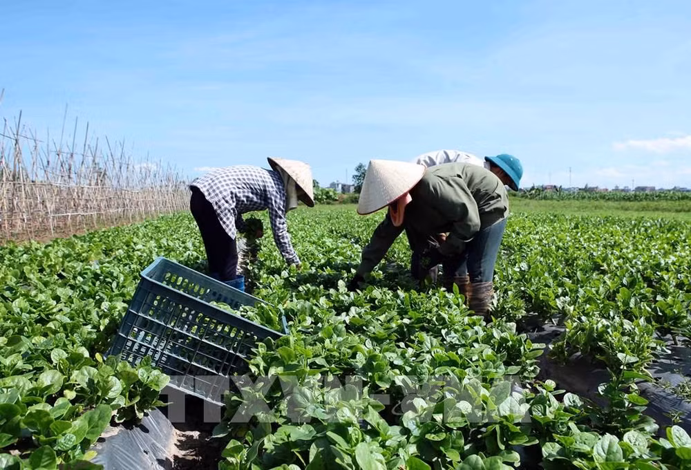 Le Vietnam et les Pays-Bas cherchent à stimuler le commerce des fruits et légumes ảnh 1