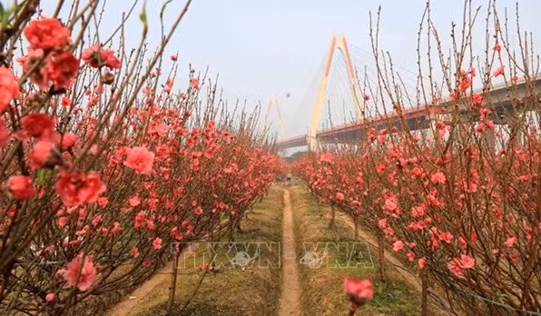 La signification de la fleur de pêcher ảnh 1
