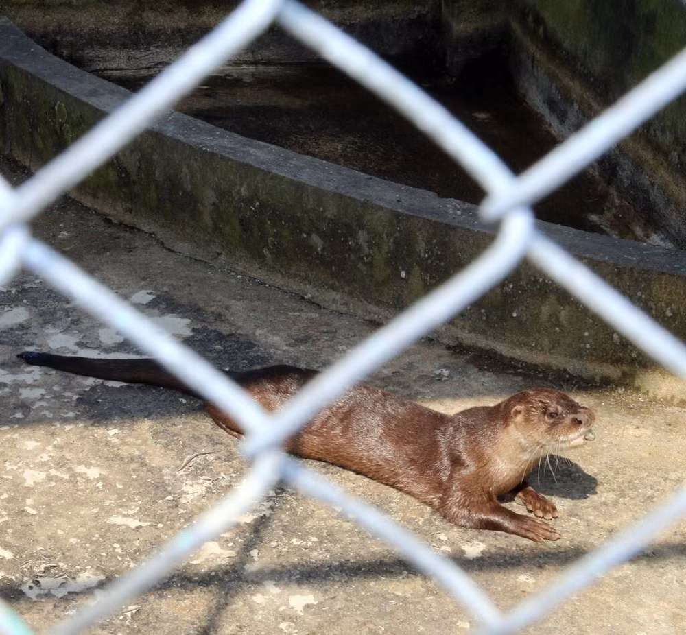 Une khmère se consacre à la protection de la nature ảnh 2