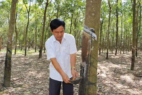 Rebond des exportations nationales de caoutchouc ảnh 1